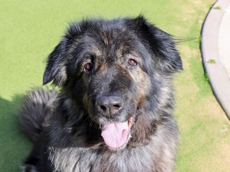 Mishca, a 6 years old female Caucasian Shepherd available for adoption from Dogs Trust in Evesham, West Midlands