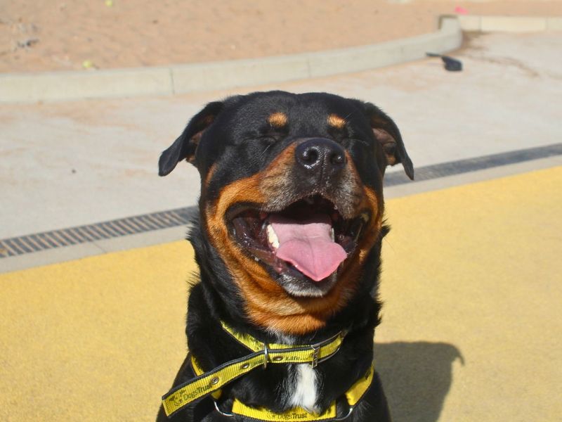 Rottweiler Dogs And Puppies For Adoption
