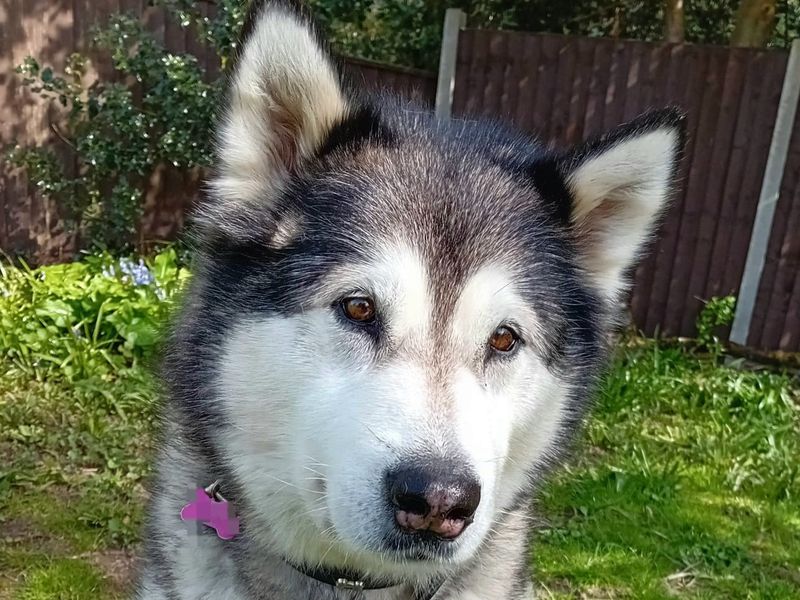 Alaskan Malamute Dogs And Puppies For Adoption