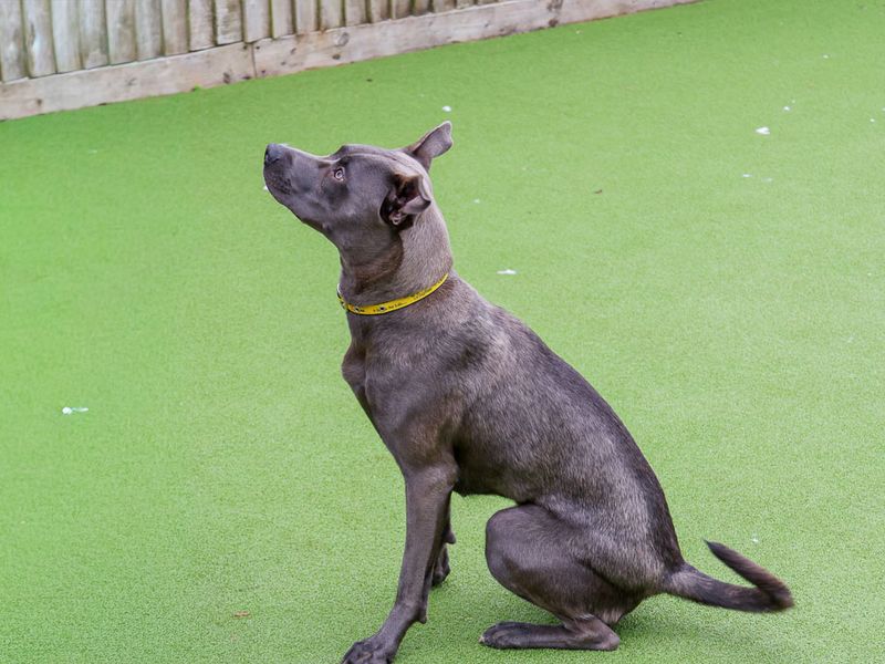 undefined | Terrier (Staffordshire Bull) Cross | undefined - 5