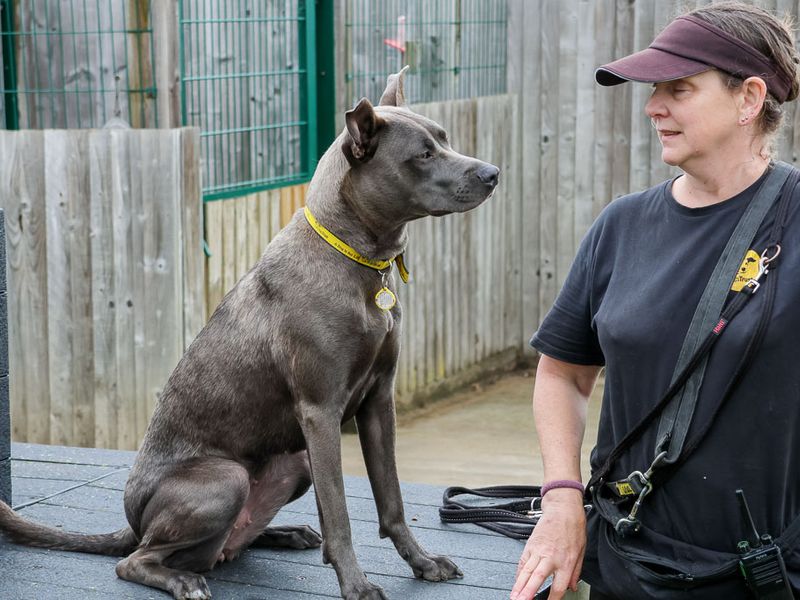 undefined | Terrier (Staffordshire Bull) Cross | undefined - 7