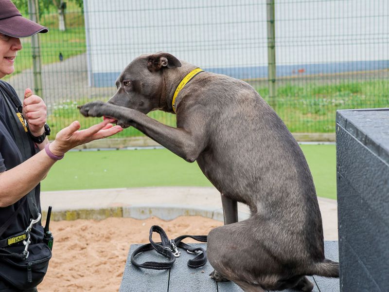 undefined | Terrier (Staffordshire Bull) Cross | undefined - 3