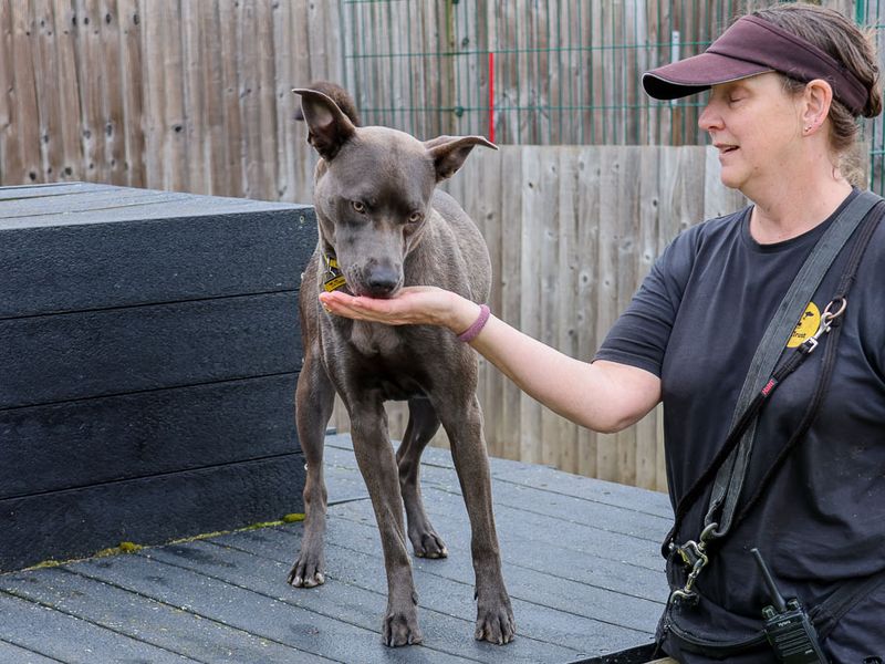 undefined | Terrier (Staffordshire Bull) Cross | undefined - 8