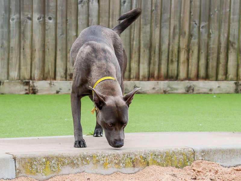 undefined | Terrier (Staffordshire Bull) Cross | undefined - 6