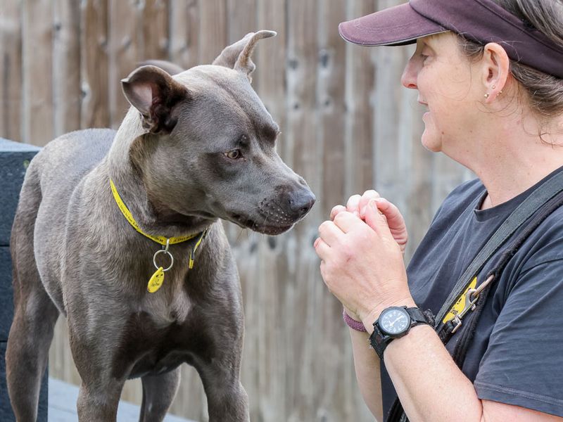 undefined | Terrier (Staffordshire Bull) Cross | undefined - 4