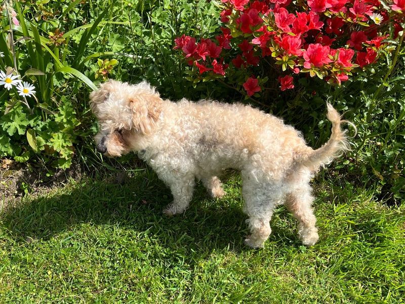 Elsie