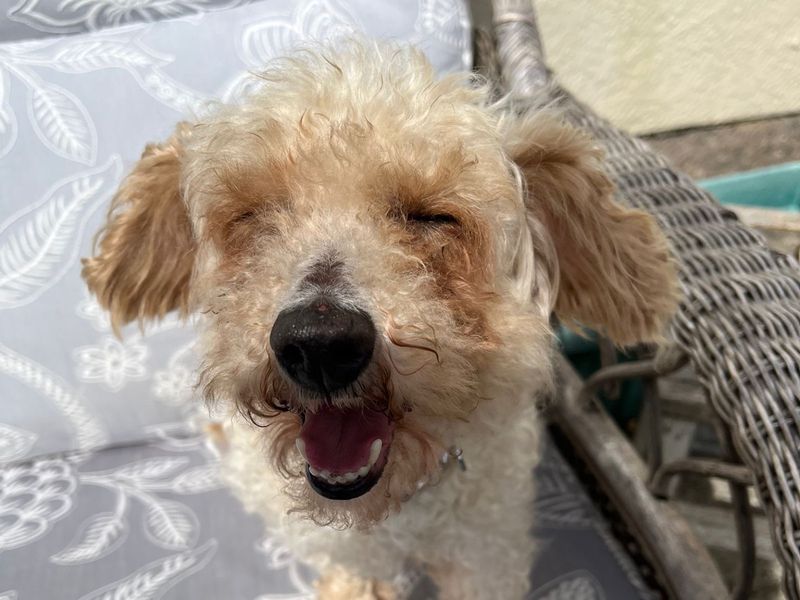 undefined | Bichon Frise Cross | undefined - 2