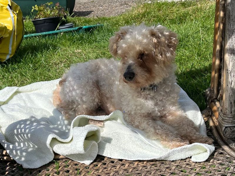 undefined | Bichon Frise Cross | undefined - 3