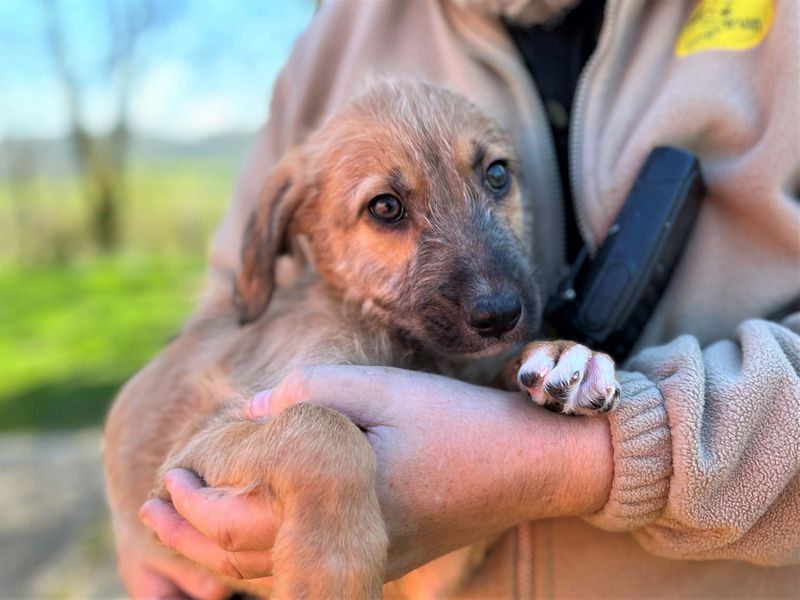 Ben & Jerry, a 2 months old male Lurcher available for adoption from Dogs Trust in Bridgend, Wales