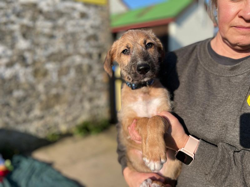 Ben, a 2 months old male Lurcher available for adoption from Dogs Trust in Bridgend, Wales