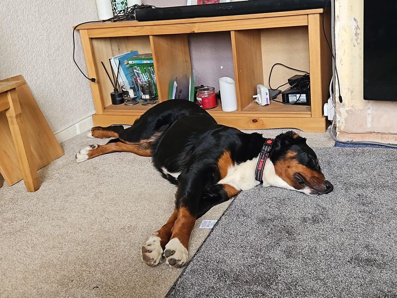 Nala