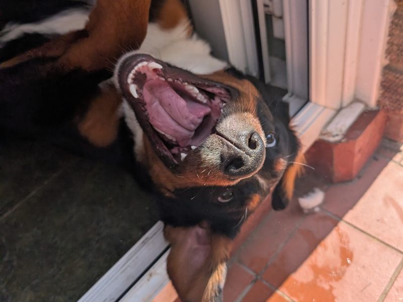 Nala - Image 2 of 5