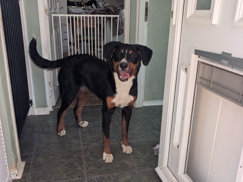 Nala - Image 4 of 5