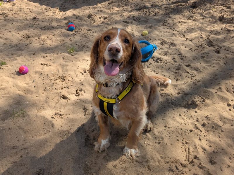 Murphy - Image 3 of 4