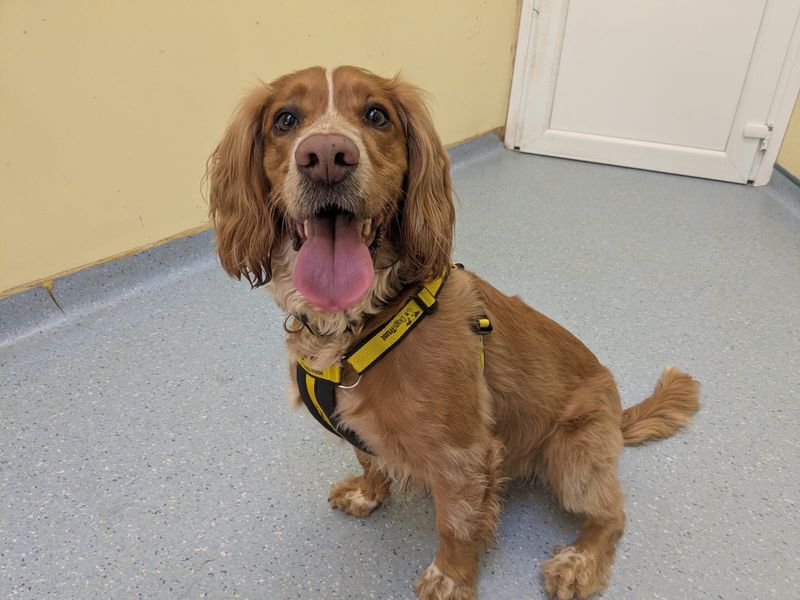 Murphy - Image 2 of 4