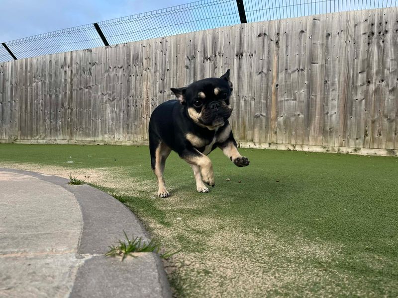 French Bulldog Dogs And Puppies For Adoption