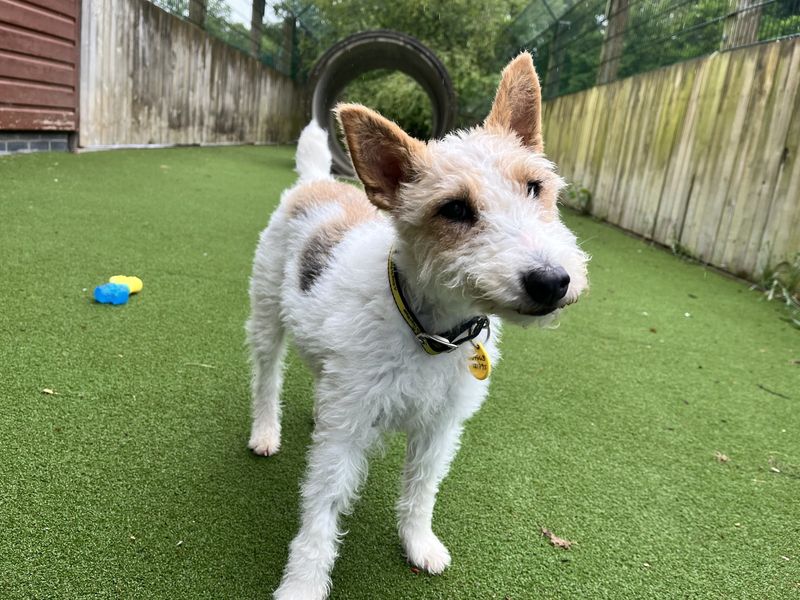 undefined | Terrier (Fox Wire) | undefined - 3