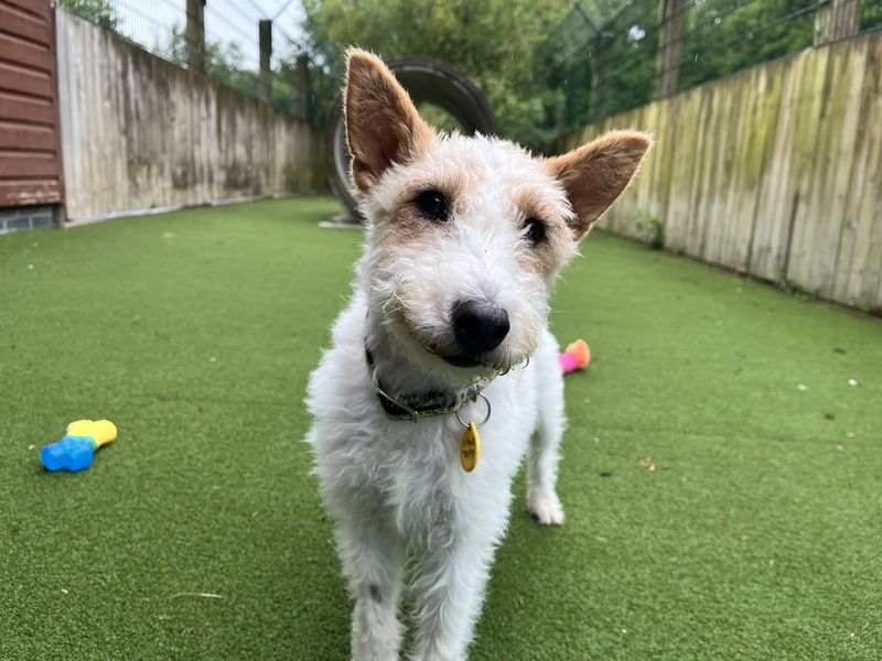 undefined | Terrier (Fox Wire) | undefined - 2