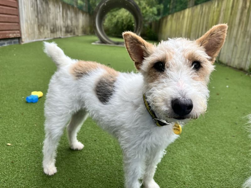 undefined | Terrier (Fox Wire) | undefined - 1