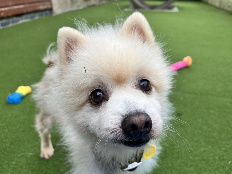 undefined | Pomeranian | undefined - 1