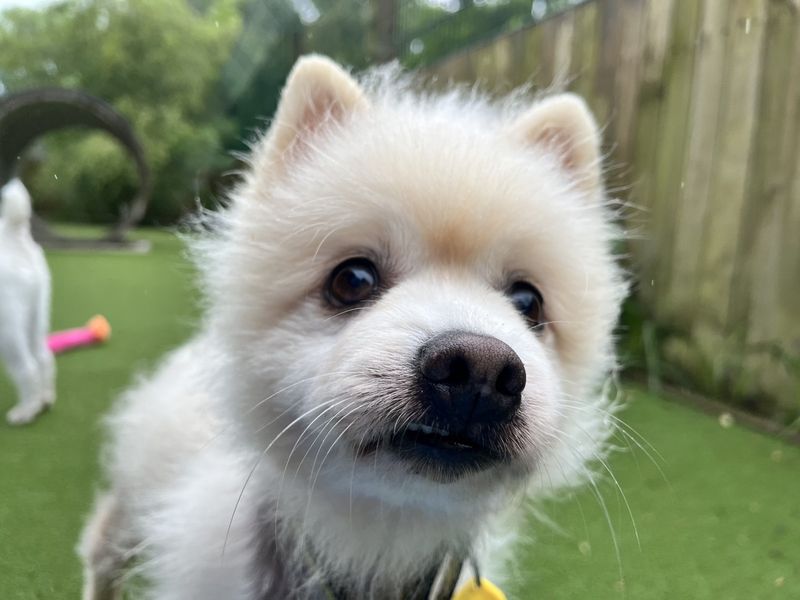 undefined | Pomeranian | undefined - 3