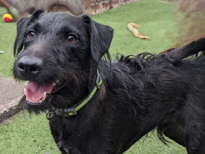 Finty | Terrier (Lakeland) Cross | Ballymena (Northern Ireland) - 1