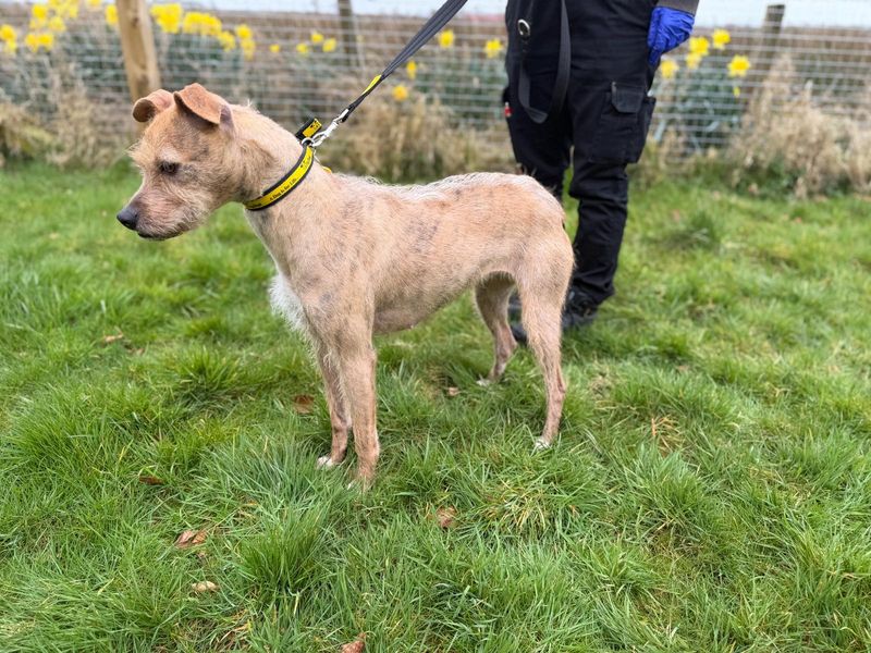 Pudding, a 4 years old female Patterdale Terrier available for adoption from Dogs Trust in Penrith, Cumbria