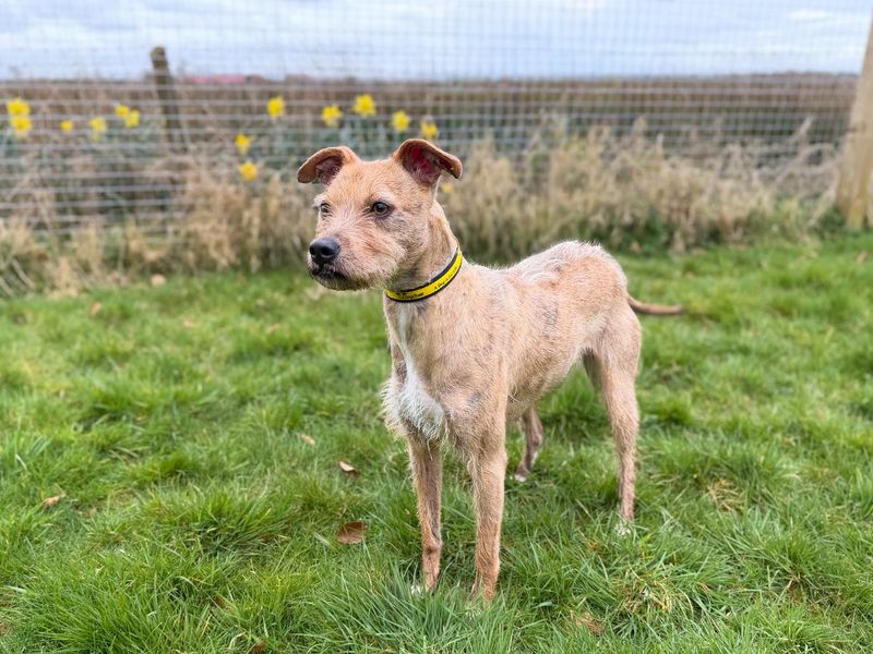 Pudding | Terrier (Patterdale) Cross | Basildon (Essex) - 1