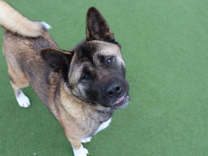 undefined | Akita | undefined - 3