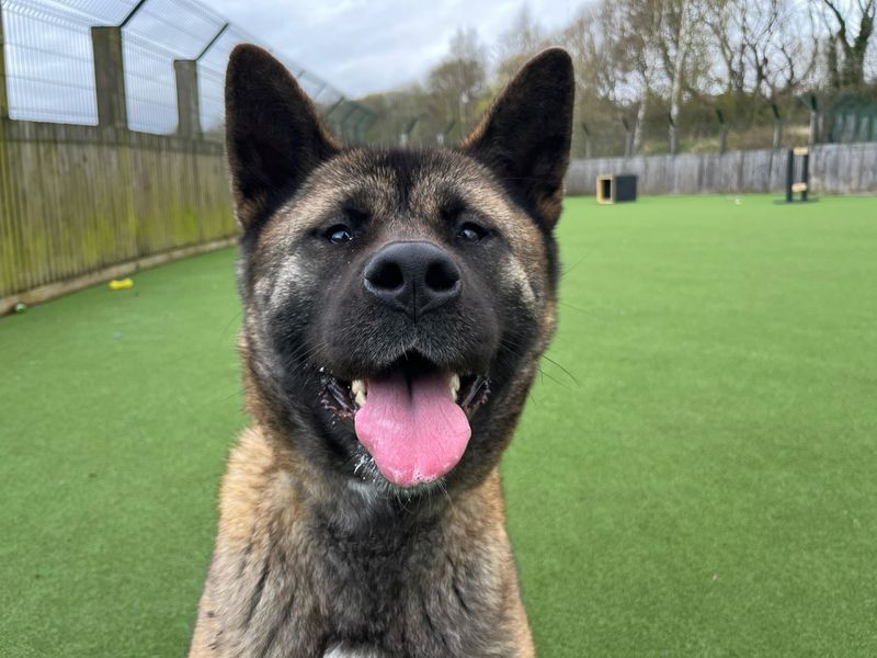 Kieri | Akita | Glasgow - 1