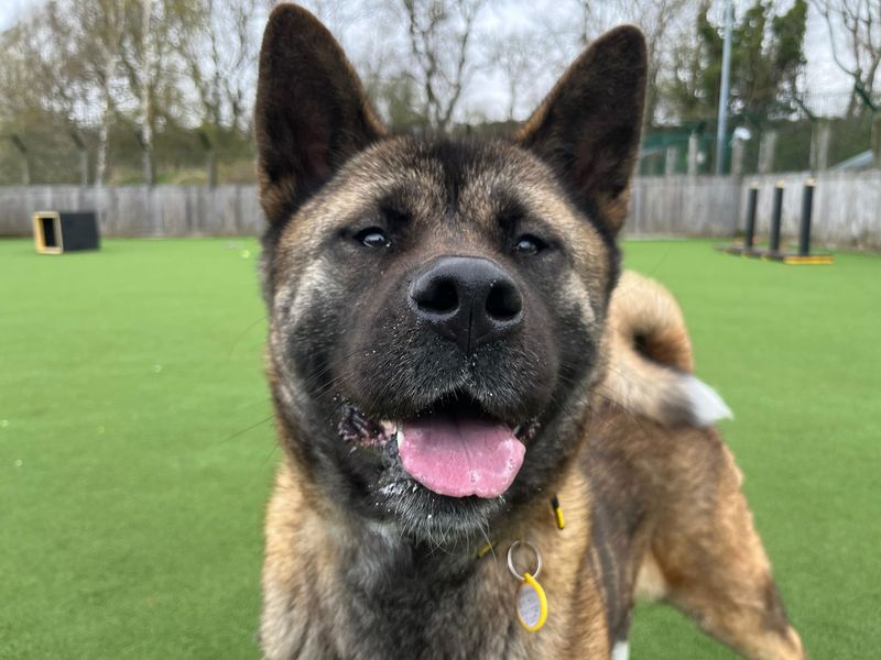 undefined | Akita | undefined - 4