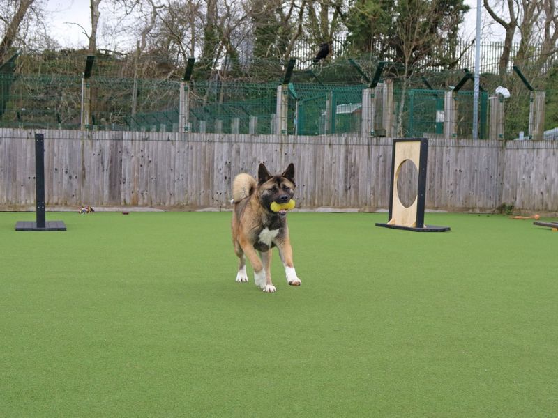 undefined | Akita | undefined - 2