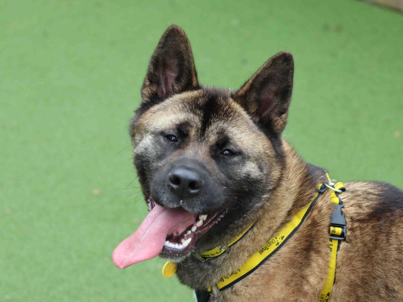 Kieri | Akita | Glasgow - 3