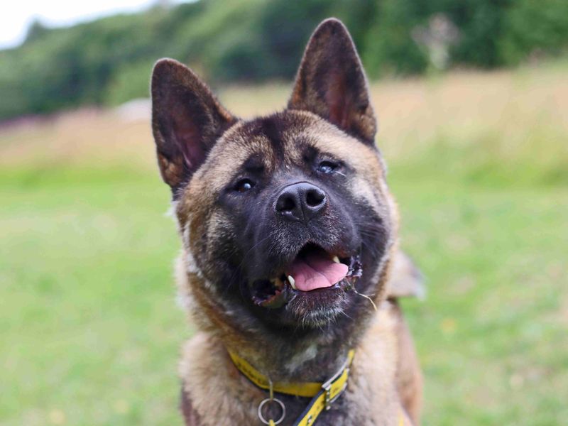 Kieri | Akita | Glasgow - 5
