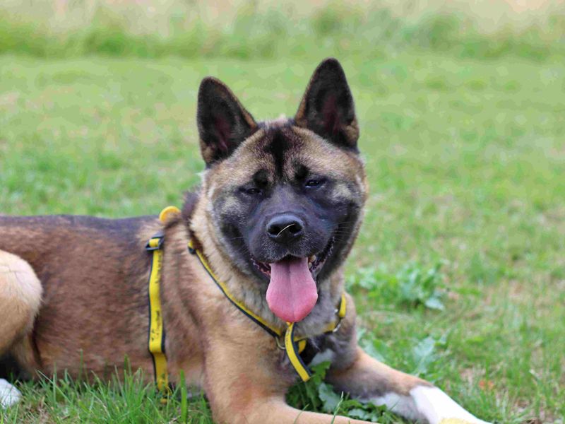 Kieri | Akita | Glasgow - 6