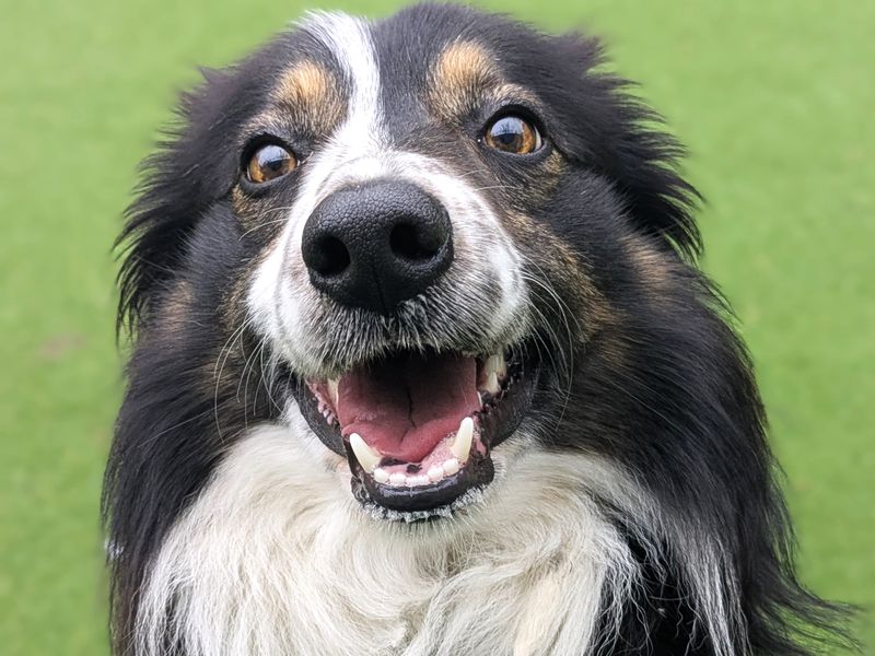Border Collie Dogs And Puppies For Adoption