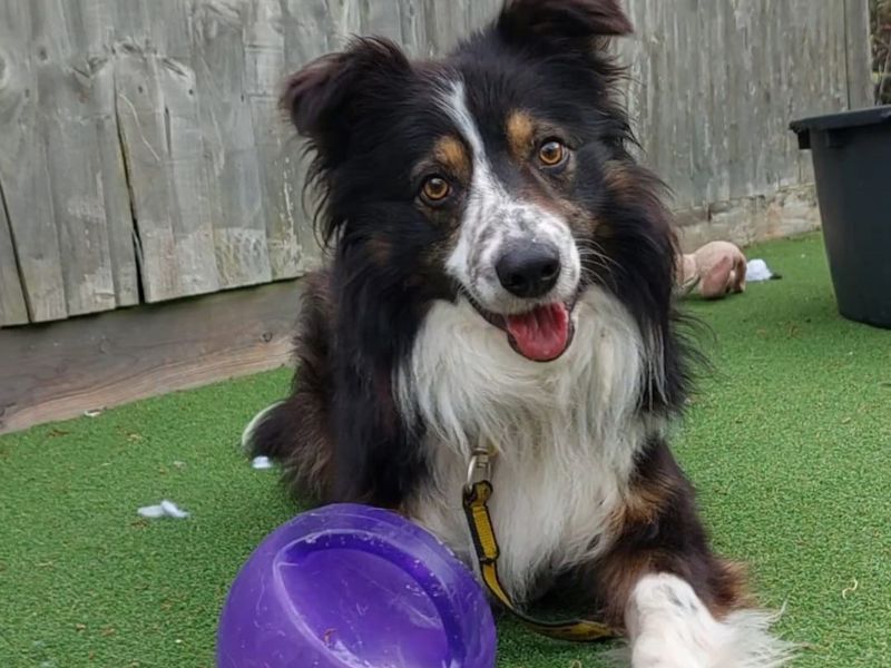 Moss | Collie (Border) | Shoreham (Sussex) - 1