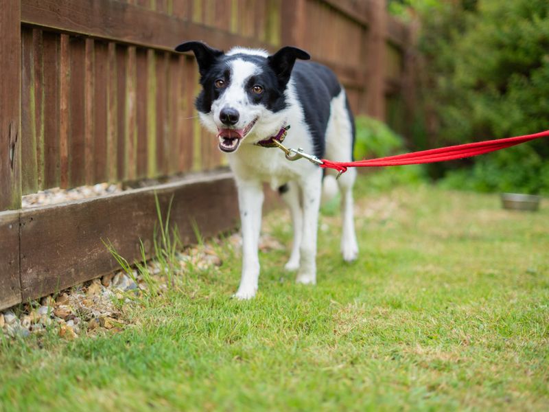 Border Collie Dogs And Puppies For Adoption