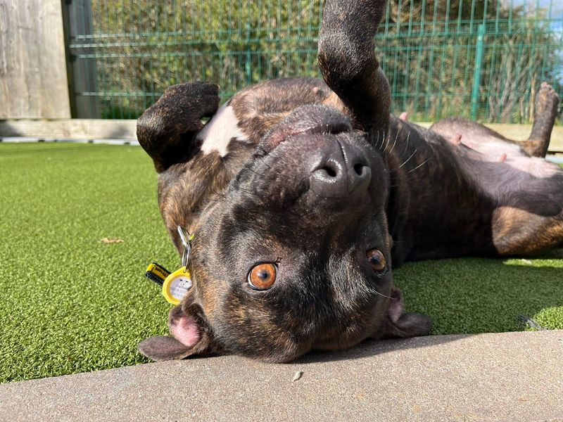 Mavis - Image 2 of 4