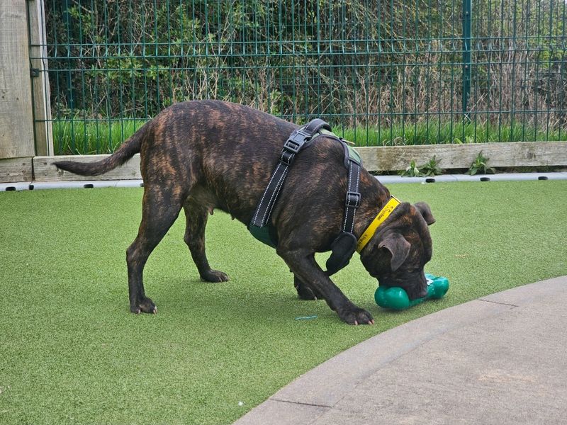 Mavis - Image 4 of 4