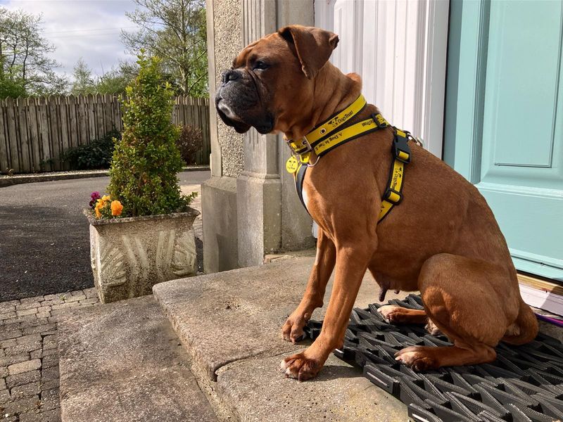 Boxer Dogs And Puppies For Adoption