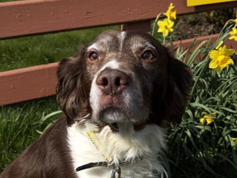 Springer Spaniel Dogs And Puppies For Adoption