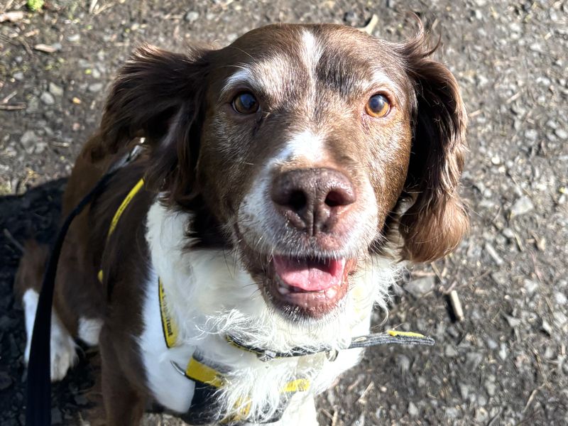 undefined | Spaniel (English Springer) Cross | undefined - 3