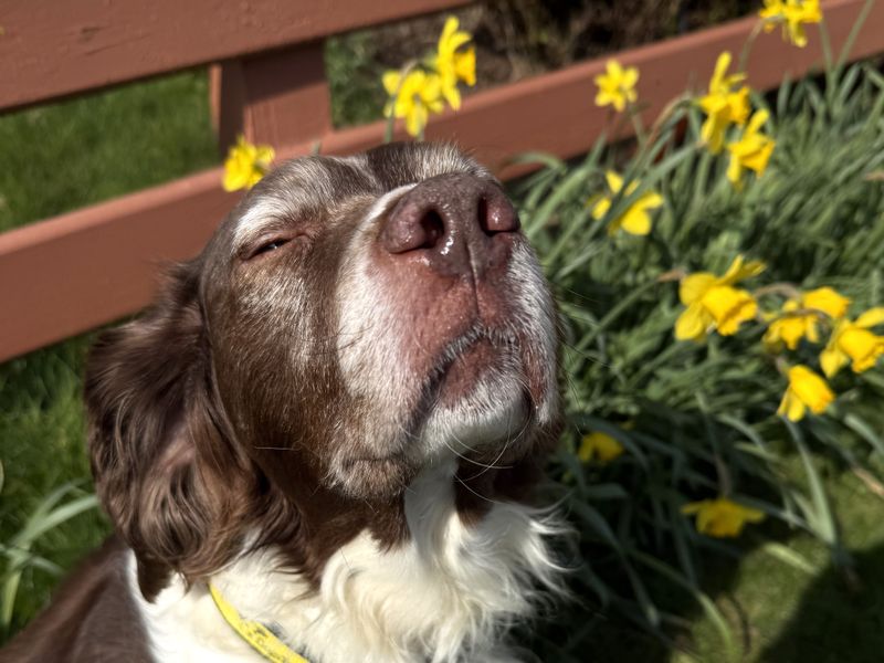 undefined | Spaniel (English Springer) Cross | undefined - 6
