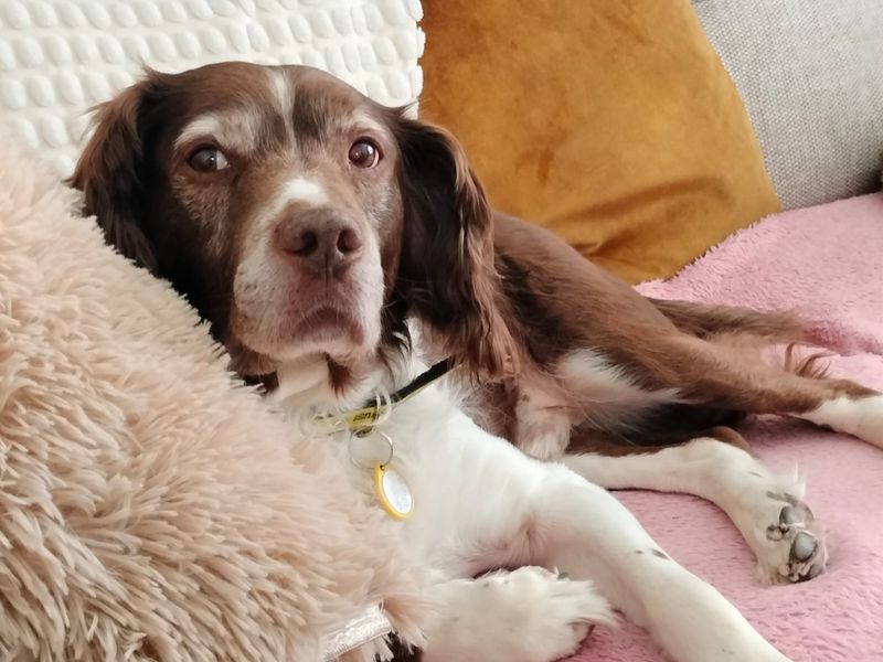 undefined | Spaniel (English Springer) Cross | undefined - 5
