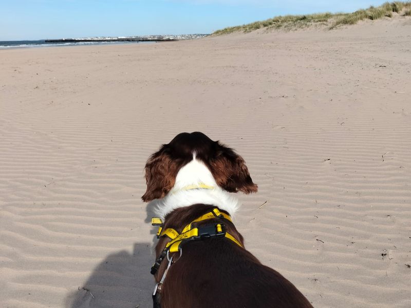 undefined | Spaniel (English Springer) Cross | undefined - 2