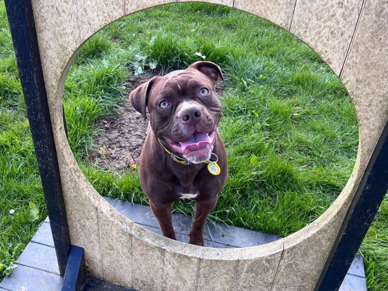 Staffordshire Bull Terrier Dogs And Puppies For Adoption