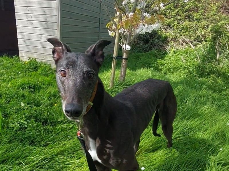 undefined | Greyhound | undefined - 4