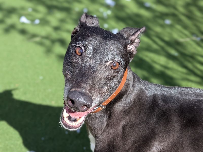 Madge | Greyhound | Shoreham (Sussex) - 1