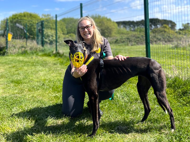 undefined | Greyhound | undefined - 2